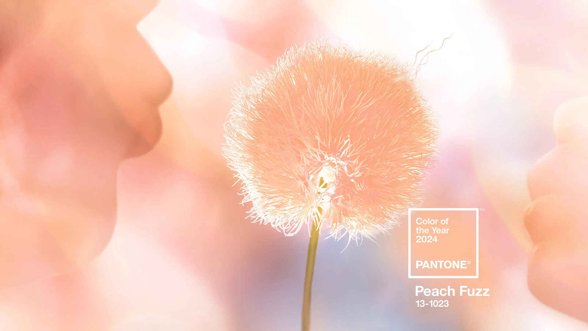 dandelion in the pantone 2024 color of the year peach fuzz.